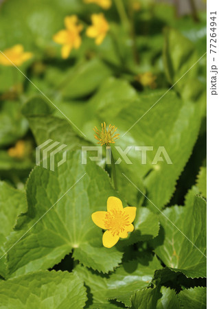 Marsh Marigold Marsh Marigold 77264941