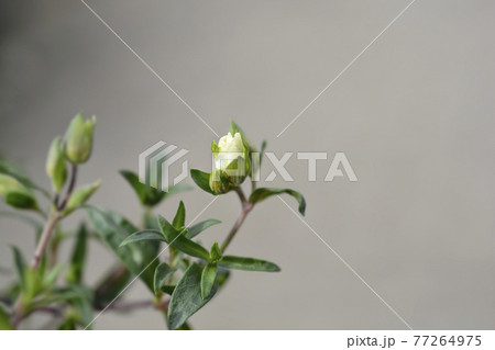 Mountain sandwort Mountain sandwort 77264975