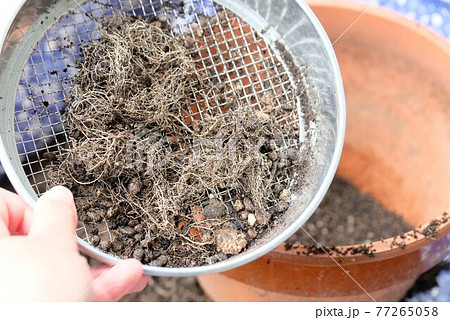 つちふるい 77265058