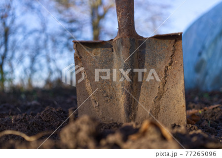 Rusty spade stuck to the ground against blue sky Rusty spade stuck to the ground against blue sky 77265096