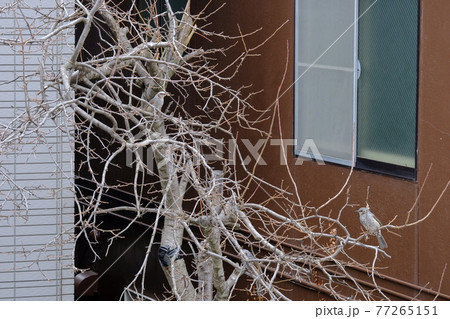 ヒヨドリ ヒヨドリ 77265151