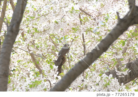 ヒヨドリ 77265179