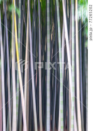 ストライプ パターン 竹 77265202