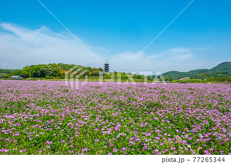 蓮華のじゅうたん　備中国分寺 77265344