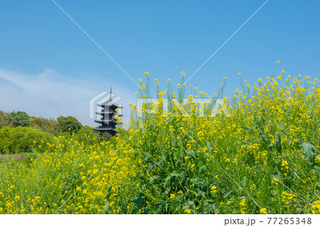 蓮華のじゅうたん 備中国分寺 蓮華のじゅうたん 備中国分寺 77265348