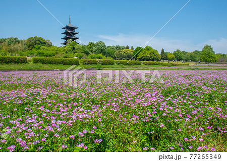 蓮華のじゅうたん 備中国分寺 蓮華のじゅうたん 備中国分寺 77265349