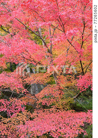 ≪京都　亀岡　神蔵寺の紅葉≫　京都府亀岡市　明智光秀ゆかりの地 77265602