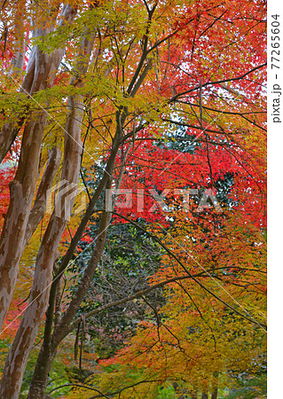 ≪京都 亀岡 神蔵寺の紅葉≫ 京都府亀岡市 明智光秀ゆかりの地 ≪京都 亀岡 神蔵寺の紅葉≫ 京都府亀岡市 明智光秀ゆかりの地 77265604