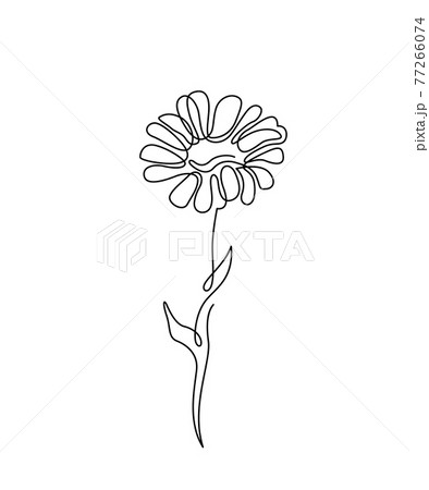 Chamomile flower illustration in simple minimal continuous outline line style. Nature blossom daisy art for floral botanical design. Isolated on white background 77266074