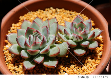 プレリンゼ プレリンゼ 77266179