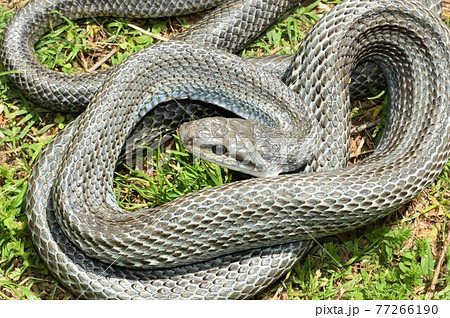 アオダイショウ　芝生の上で 77266190