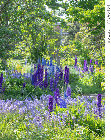 デルフィニウムのある風景 77266464