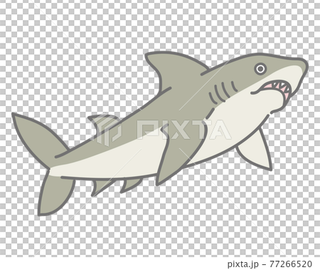 サメをななめ下から見たイラスト 77266520