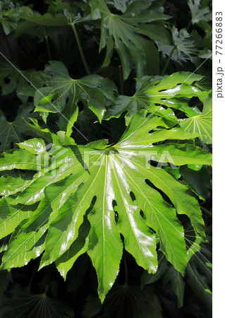 ヤツデの若葉 77266883