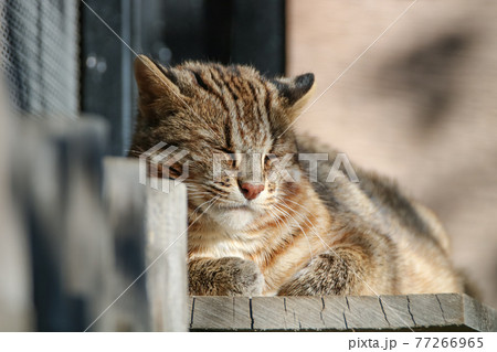 眠るツシマヤマネコ 77266965