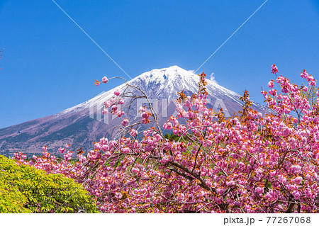 （静岡県）富士宮市朝霧霊園の八重桜と富士山 77267068