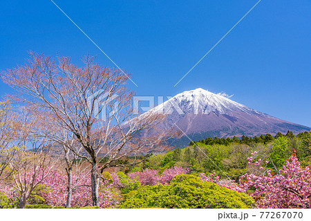 （静岡県）富士宮市朝霧霊園の八重桜と富士山 77267070
