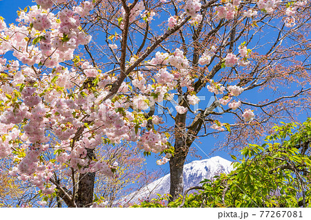 （静岡県）富士宮市朝霧霊園の八重桜と富士山 77267081