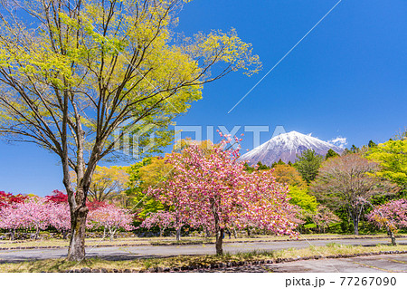 （静岡県）富士宮市朝霧霊園の八重桜と富士山 77267090