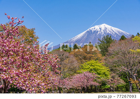 （静岡県）富士宮市朝霧霊園の八重桜と富士山 77267093