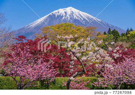 （静岡県）富士宮市朝霧霊園の八重桜と富士山 77267098