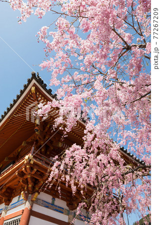 春の応頂山 勝尾寺 77267209