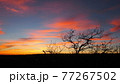 荒野のサンセット 77267502