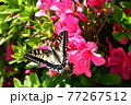 ツツジと蝶 77267512