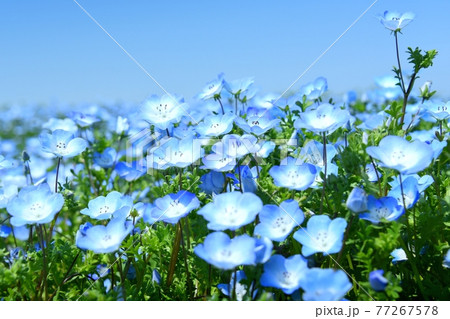 大阪まいしまシーサイドパーク　ネモフィラ祭り 77267578