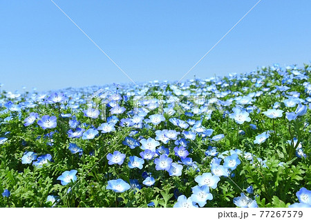 大阪まいしまシーサイドパーク　ネモフィラ祭り 77267579