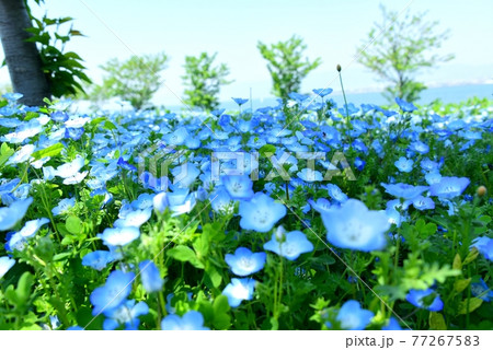 大阪まいしまシーサイドパーク　ネモフィラ祭り 77267583