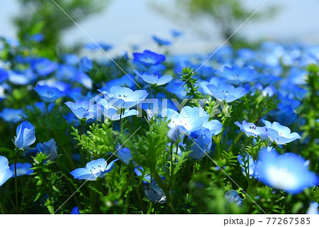 大阪まいしまシーサイドパーク　ネモフィラ祭り 77267585