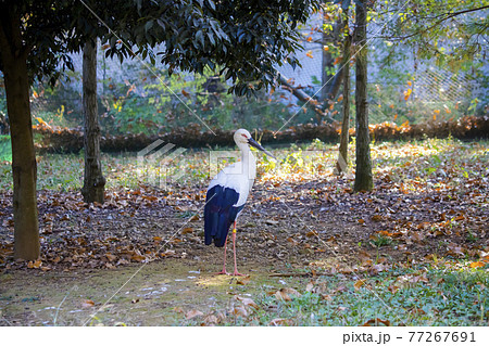 ニホンコウノトリ　多摩動物公園 77267691