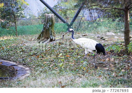 魚を食べるタンチョウ 多摩動物公園 魚を食べるタンチョウ 多摩動物公園 77267693