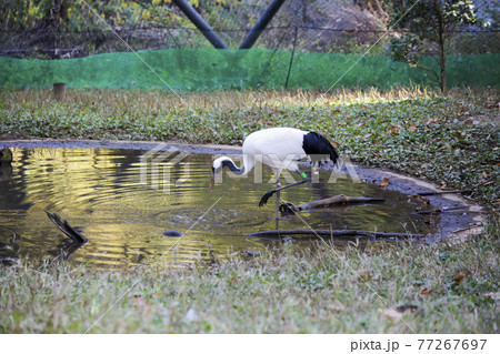 魚を捕らえるタンチョウ 多摩動物公園 魚を捕らえるタンチョウ 多摩動物公園 77267697