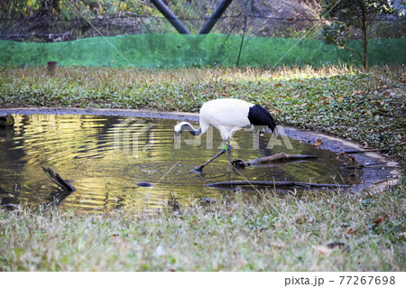 魚を捕らえるタンチョウ 多摩動物公園 魚を捕らえるタンチョウ 多摩動物公園 77267698