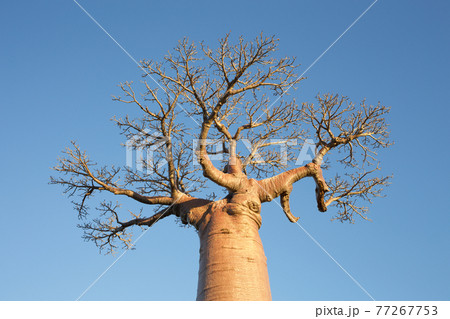 バオバブ バオバブ 77267753