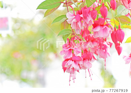 妖精のようなかわいい花　フクシア　エンジェルスイヤリングと申します 77267919