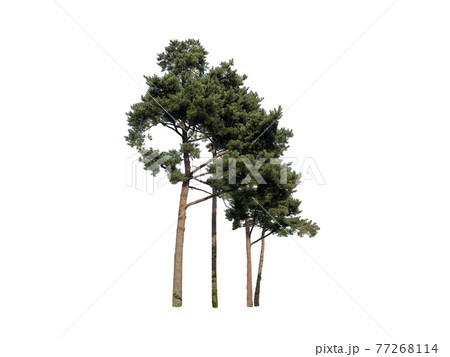 木 木材 緑 77268114