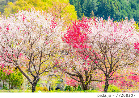 阿智村の花桃　【長野県】 77268307