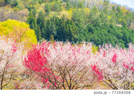 阿智村の花桃 【長野県】 阿智村の花桃 【長野県】 77268308