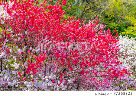阿智村の花桃　【長野県】 77268322