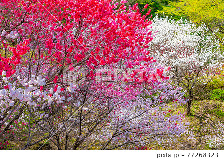 阿智村の花桃　【長野県】 77268323