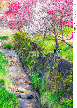阿智村の花桃　【長野県】 77268324