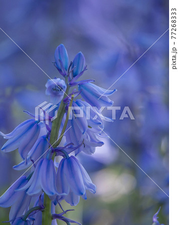 釣鐘水仙 77268333