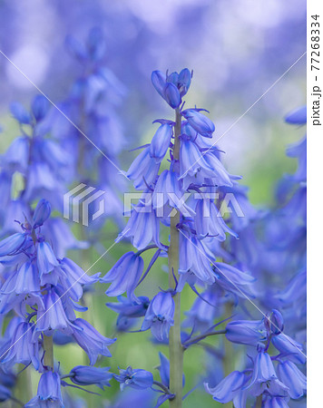 釣鐘水仙 77268334