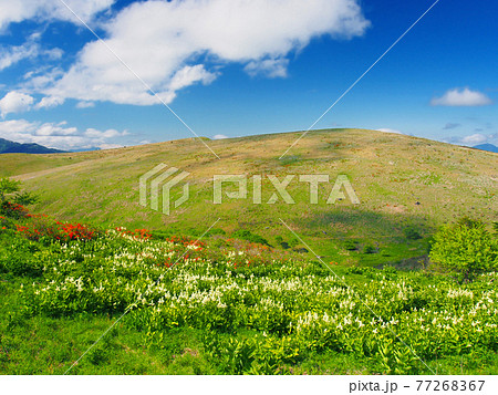 コバイケイソウの花畑広がる初夏の草原 霧ヶ峰 の写真素材