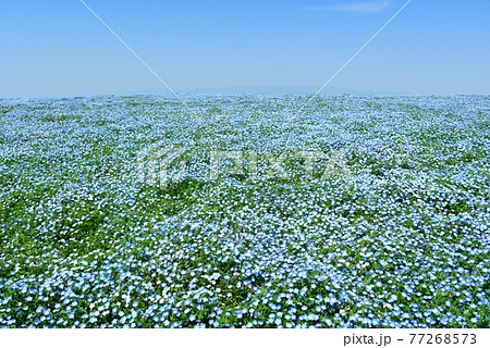 大阪まいしまシーサイドパーク　ネモフィラ祭り 77268573