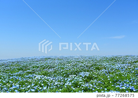 大阪まいしまシーサイドパーク　ネモフィラ祭り 77268575