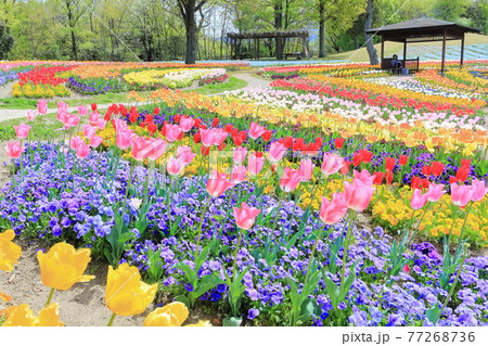 【香川県】春の国営讃岐まんのう公園（チューリップ畑） 77268736